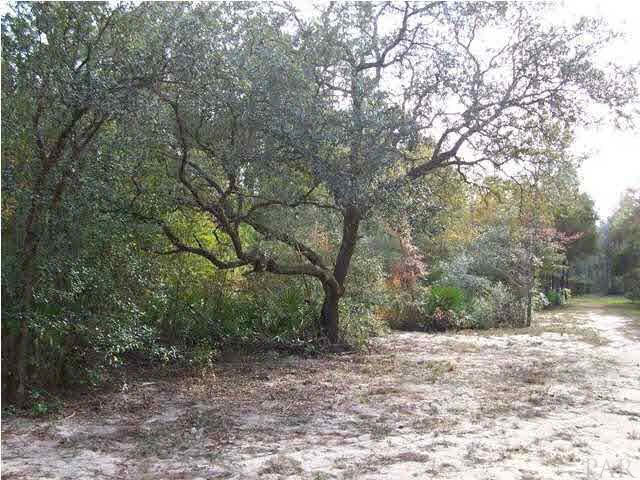 8000 Hutchins Road Milton, FL 32570 - Photo 11 of 14 Great places to camp.
