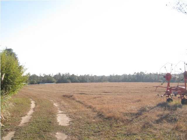 8000 Hutchins Road Milton, FL 32570 - Photo 4 of 14 Entering this pristine property...the last piece of property to be sold on this famous creek/canoe trail.