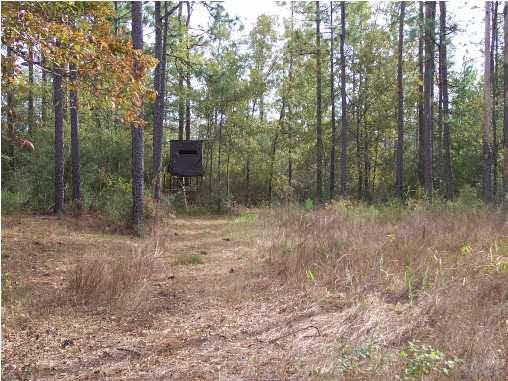 8000 Hutchins Road Milton, FL 32570 - Photo 10 of 14 A hunters paradise! Surrounded by 14,000 acres of timberland filled with deer, wild turkey, quail, dove, and bear.