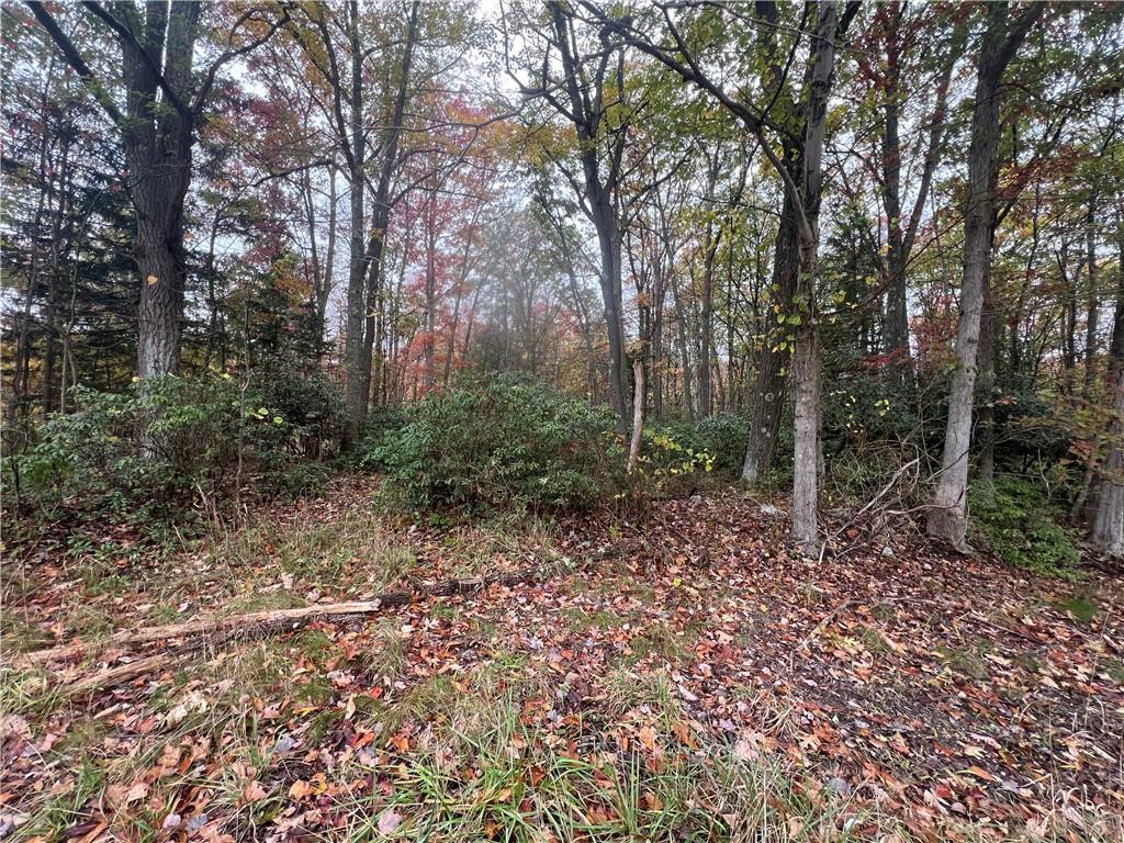 2168 Dinner Bell - 5 Forks Road Farmington, PA 15437 - Photo 1 of 13 a view of a forest filled with trees