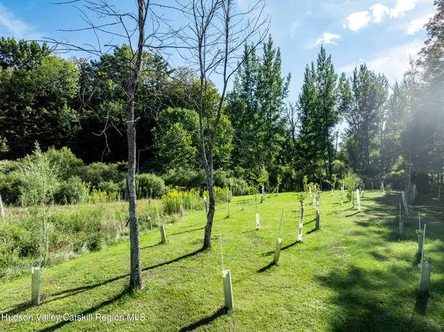 a view of a park with large trees
