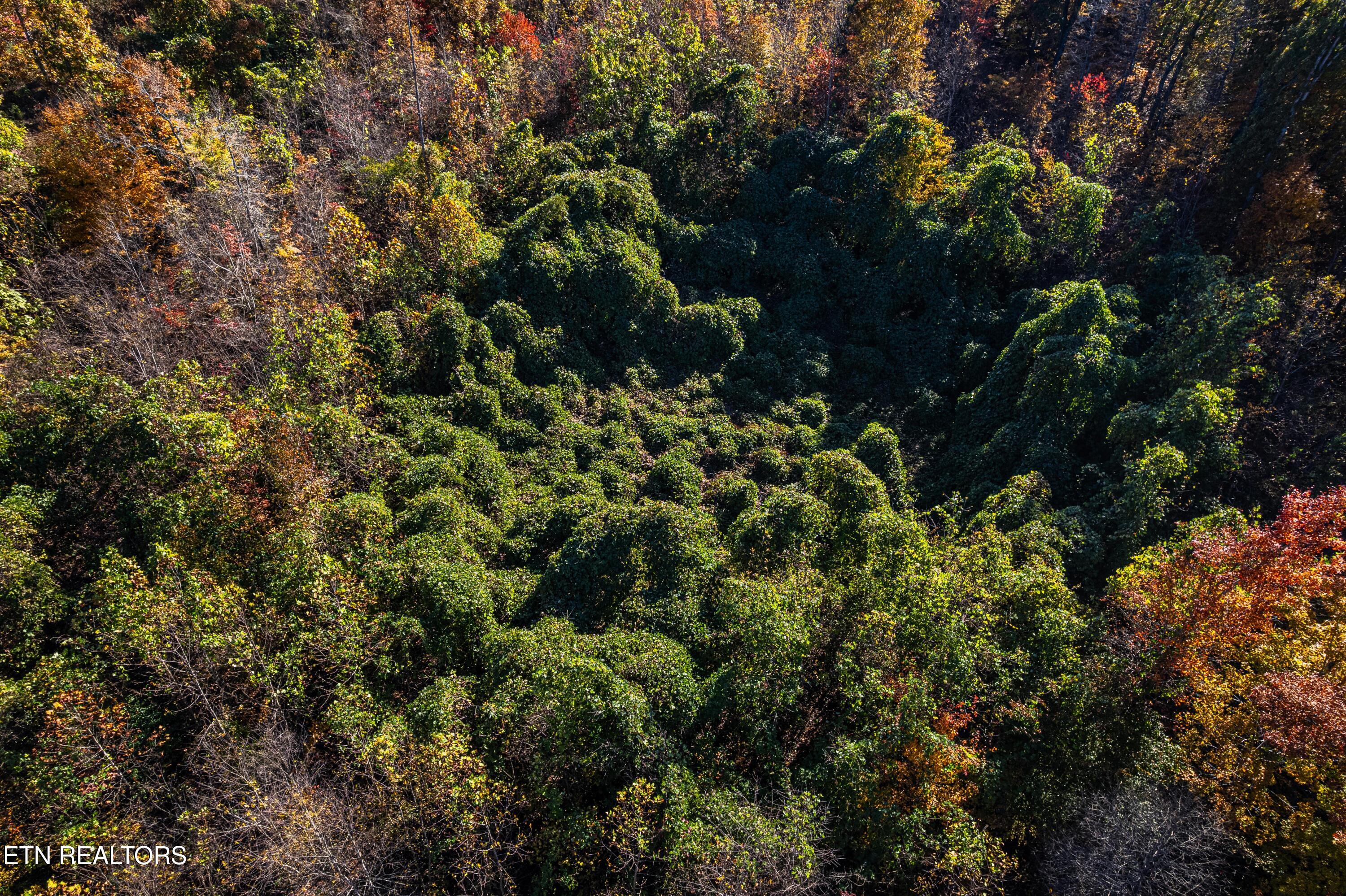 247 Mahoney Road Oliver Springs, TN 37840 - Photo 4 of 7 DJI_0756