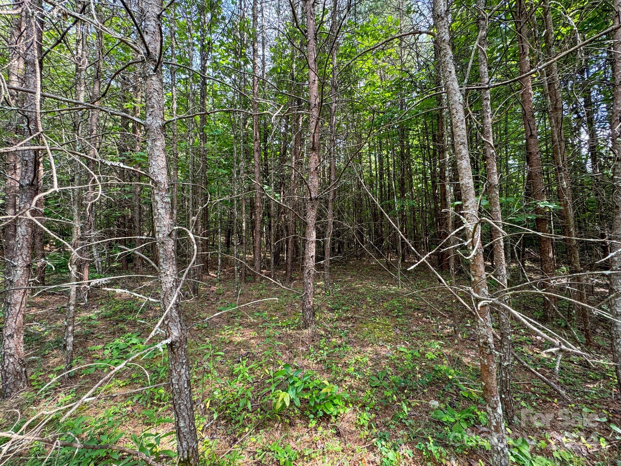 Tbd Taylor Farm Road Lenoir, NC 28645 - Photo 17 of 34 Gallery Image 17