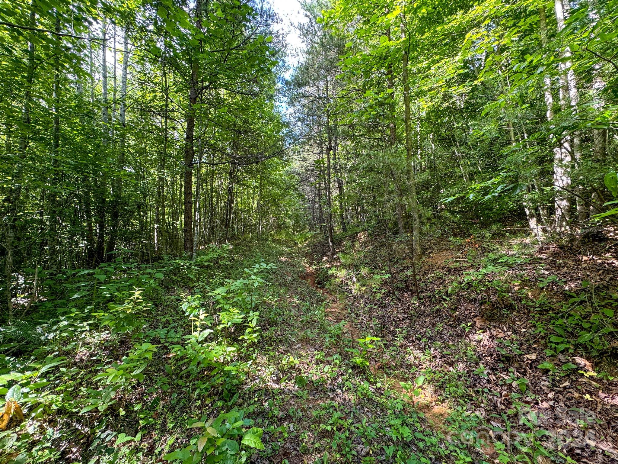Tbd Taylor Farm Road Lenoir, NC 28645 - Photo 24 of 34 Gallery Image 24