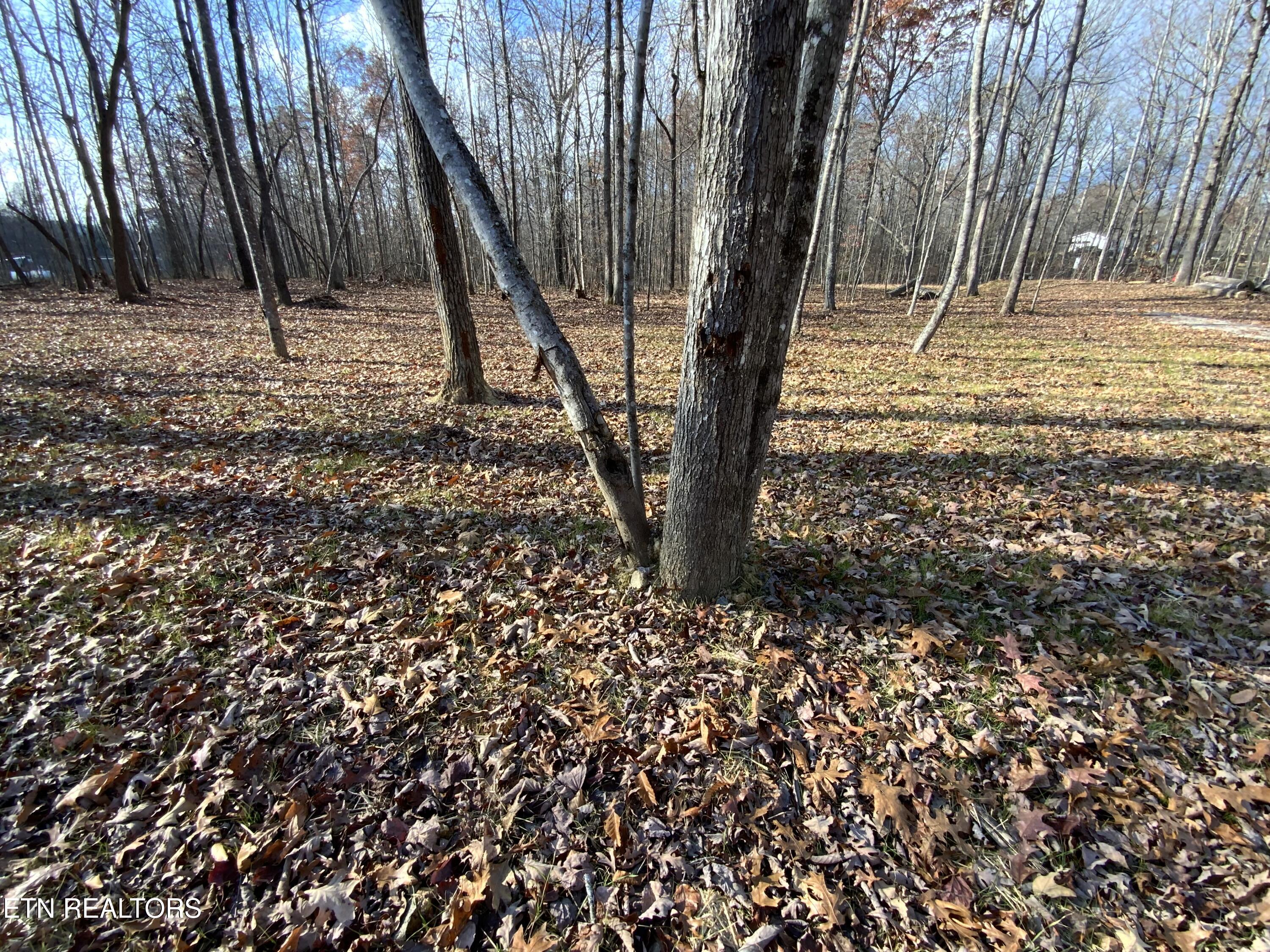 436 Pilot Mountain Road Sunbright, TN 37872 - Photo 20 of 25 IMG_2992