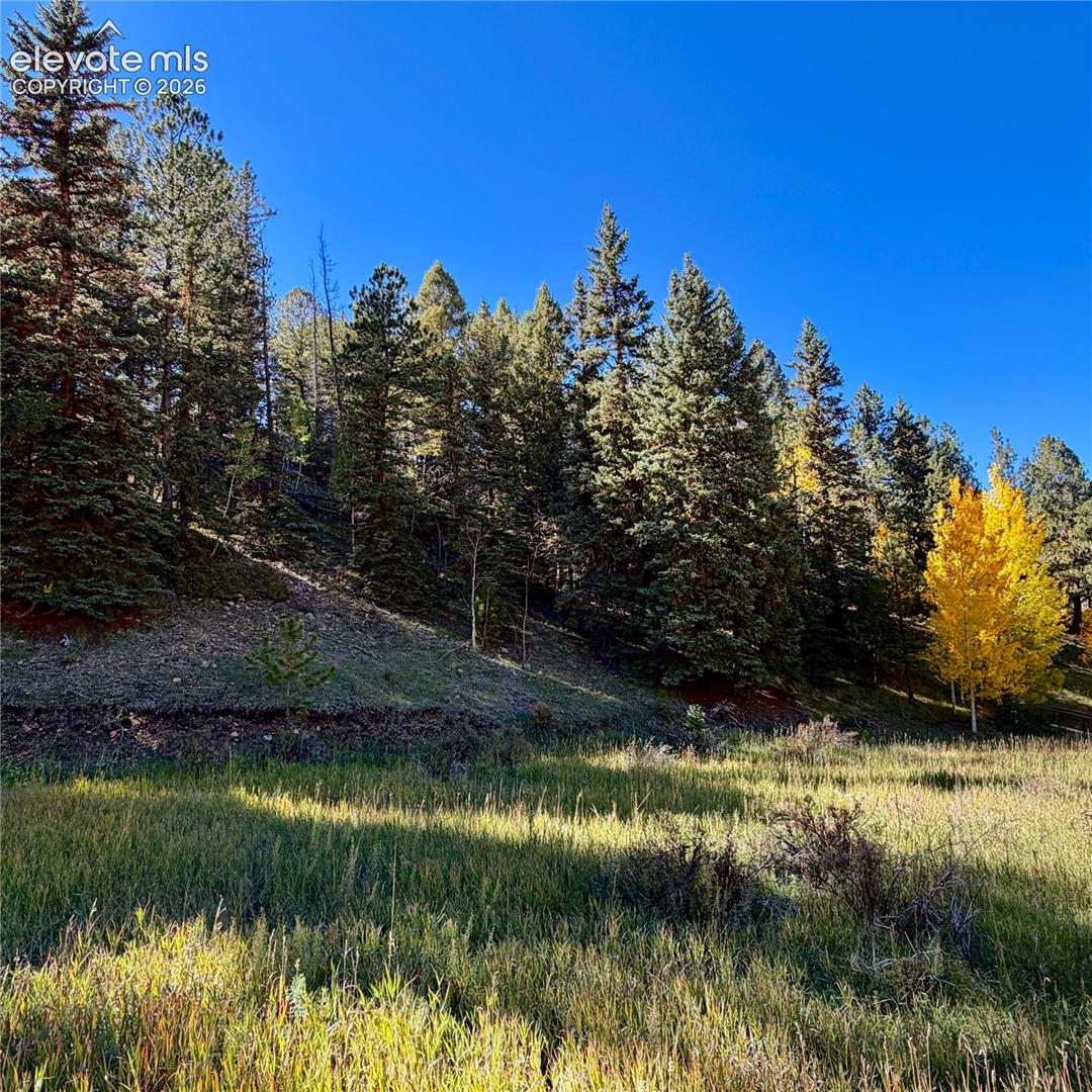 535 Willow Road Divide, CO 80814 - Photo 3 of 20 Gallery Image 3