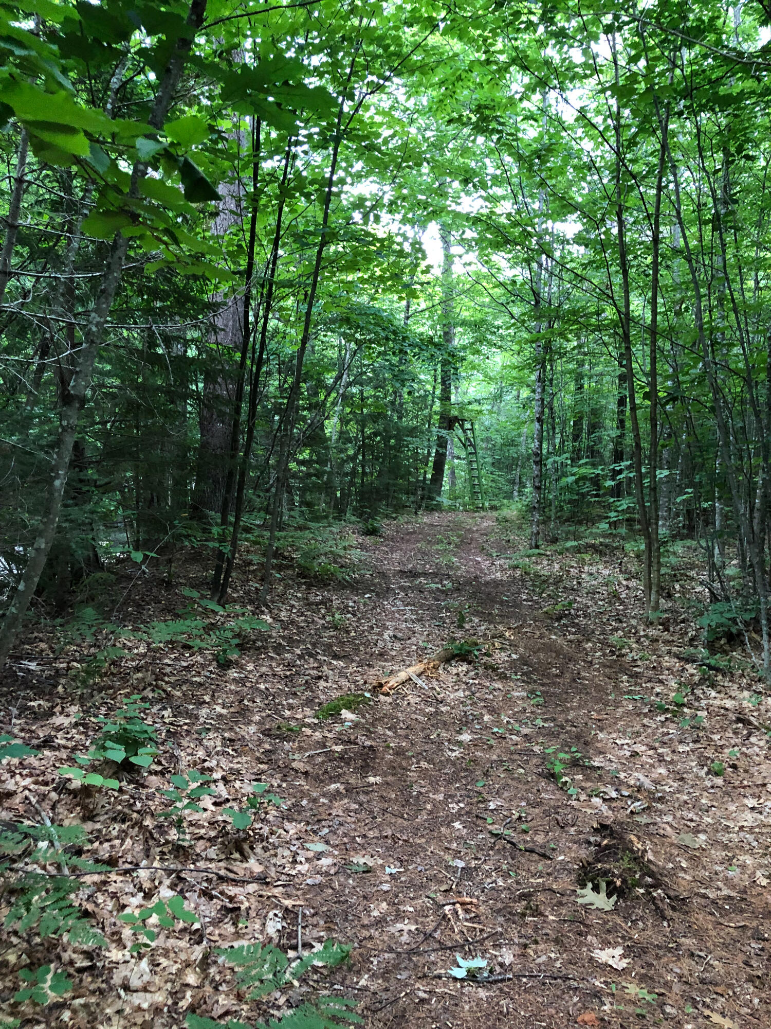 269 Jenkins Road Temple, ME 04984 - Photo 38 of 51 trail to tree stand