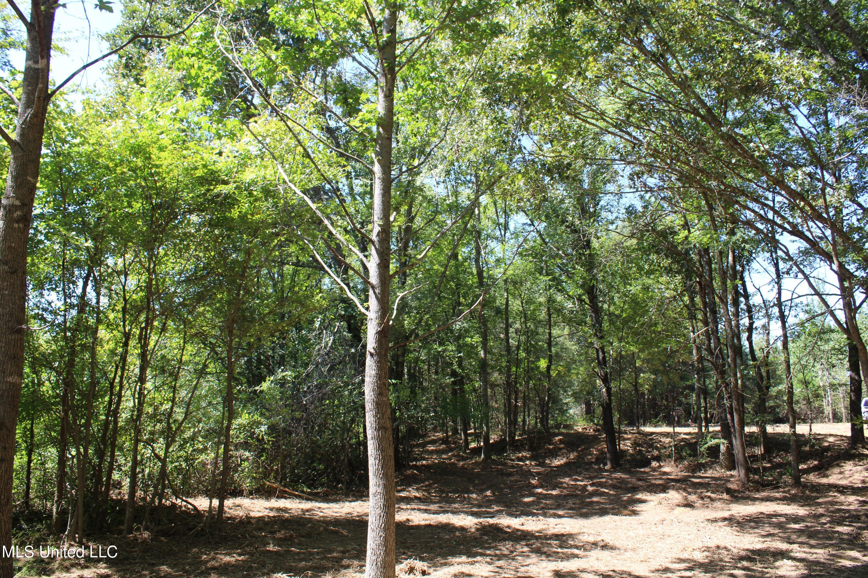 399 Echols Road Byhalia, MS 38611 - Photo 15 of 16 IMG_2149