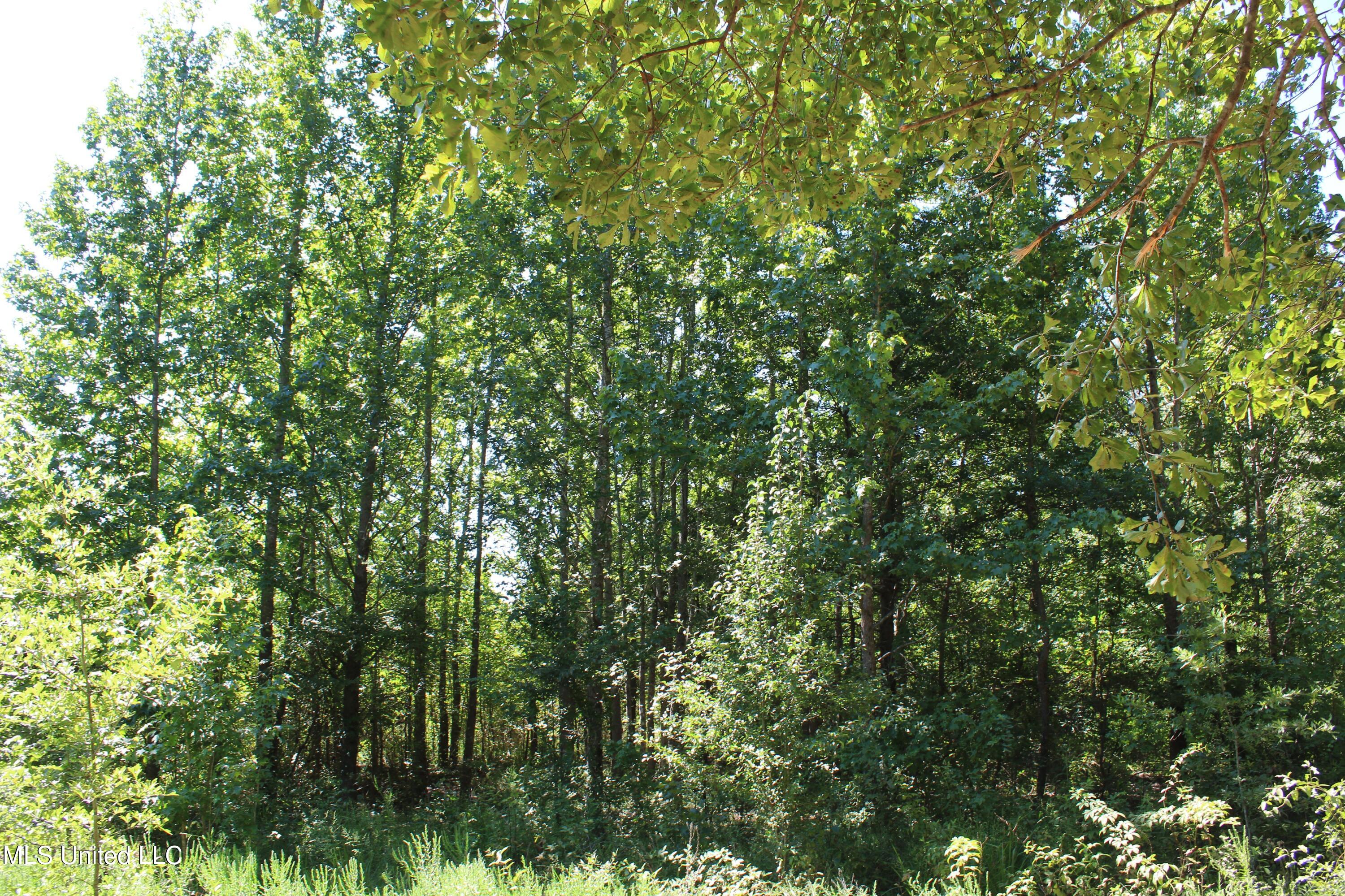399 Echols Road Byhalia, MS 38611 - Photo 7 of 16 IMG_2140