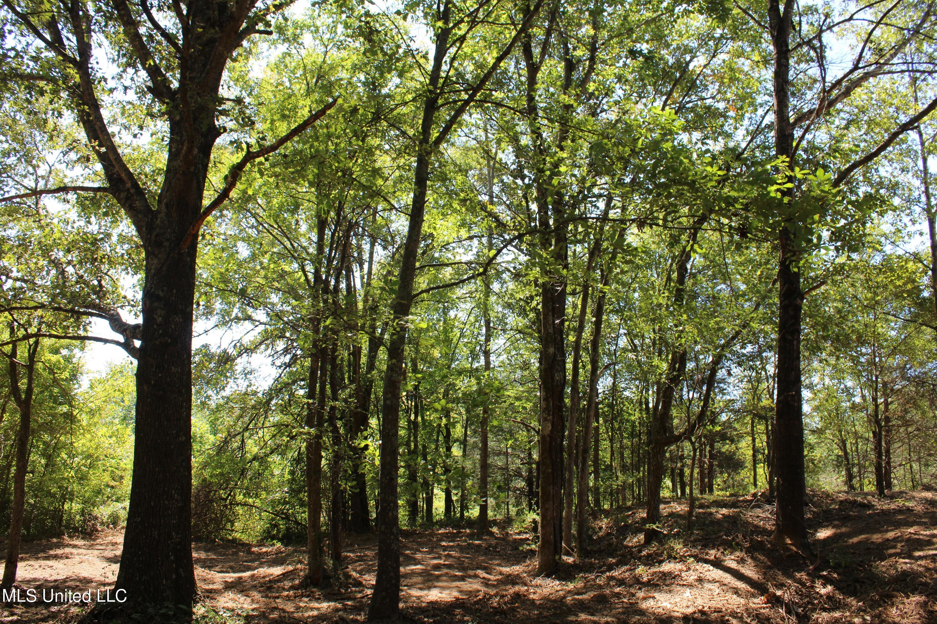 399 Echols Road Byhalia, MS 38611 - Photo 9 of 16 IMG_2142