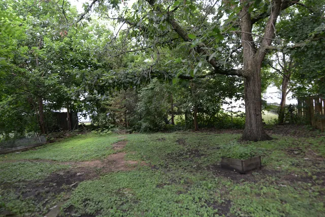 a view of a forest with trees in the background