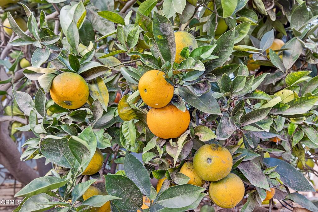 4105 South J Street Oxnard, CA 93033 - Photo 23 of 26 a view of a swimming pool with sitting area and garden