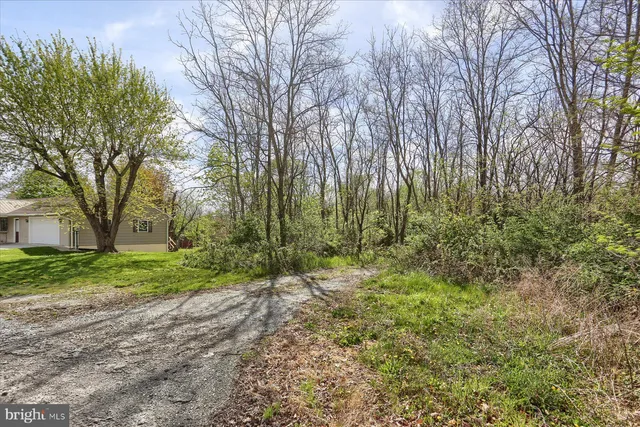 a view of a lush green forest