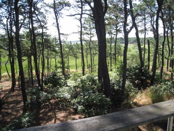 150 Anawan Road Wellfleet, MA 02667 - Photo 25 of 27 a view of forest