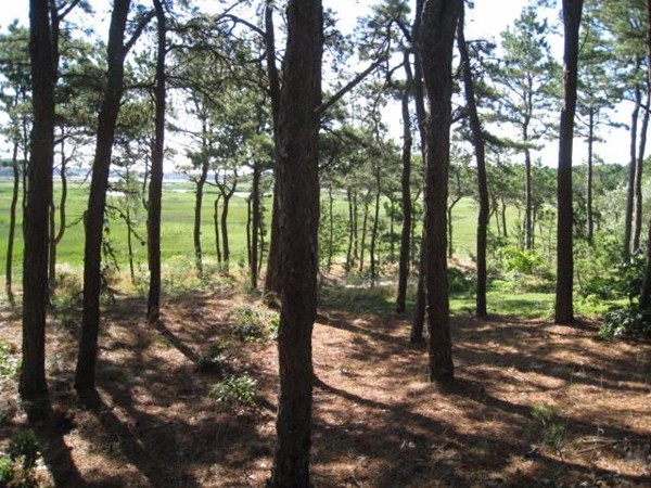 150 Anawan Road Wellfleet, MA 02667 - Photo 4 of 27 a view of outdoor space and trees