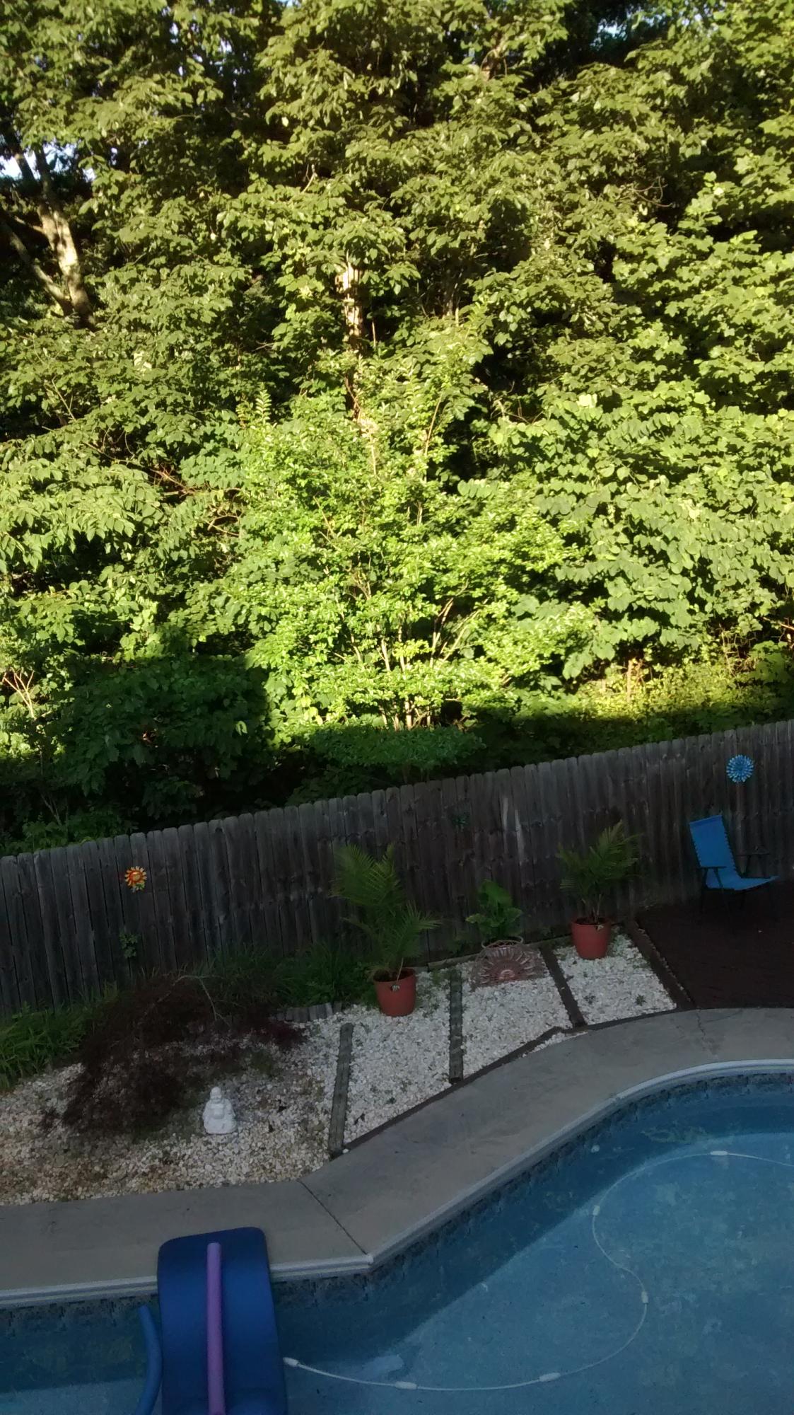112 Claremont Road Oak Ridge, TN 37830 - Photo 32 of 34 Pool landscaping