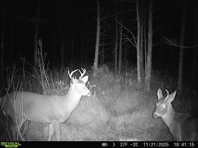 Bogus Road Deerbrook, WI 54424 - Photo 5 of 78