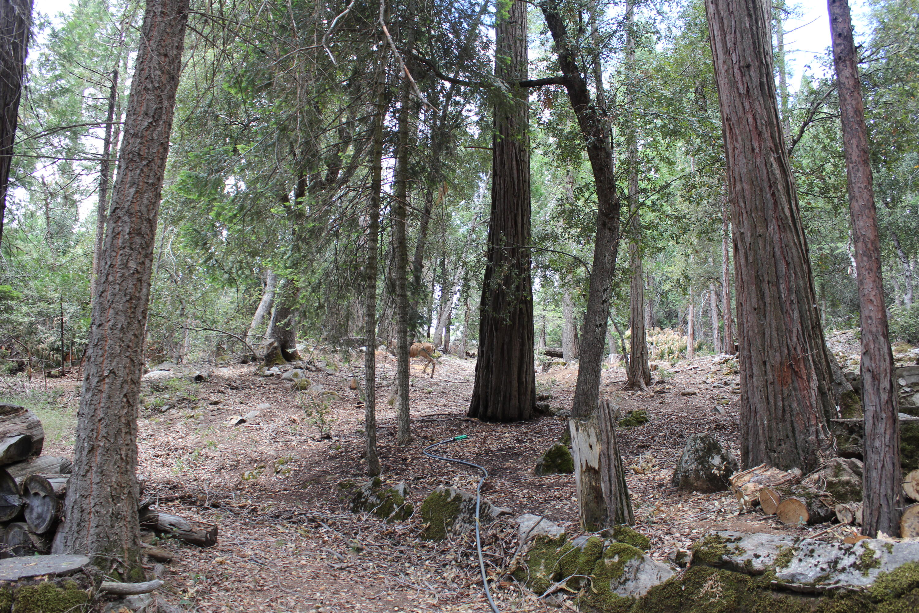 565 Trail End Drive Springville, CA 93265 - Photo 14 of 58 IMG_9547