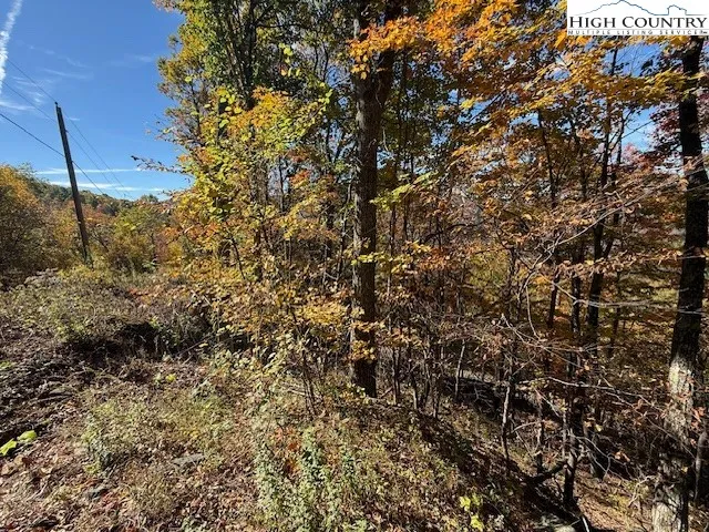 a view of a bunch of trees