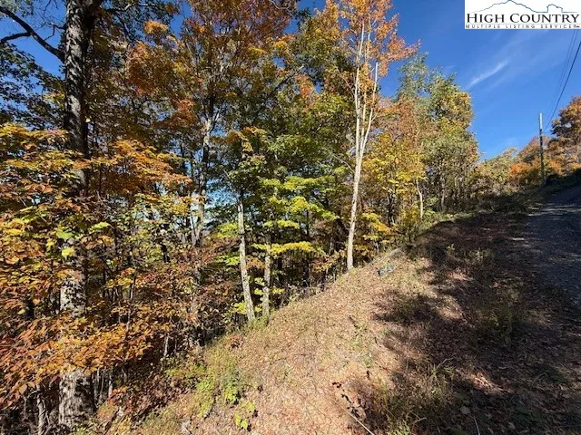 a view of a yard with large tree