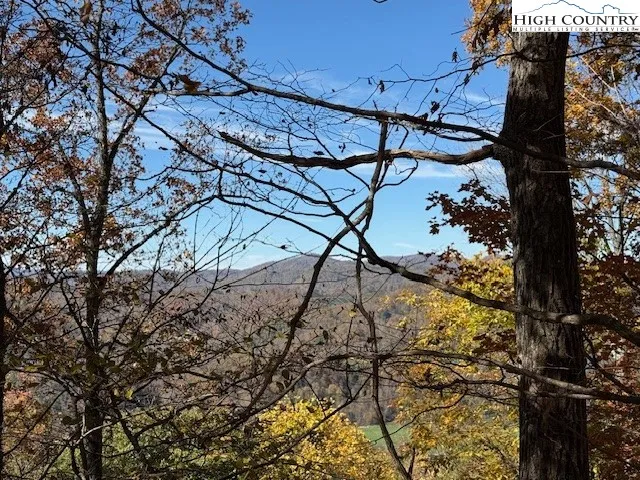 a view of a yard with plants and large trees