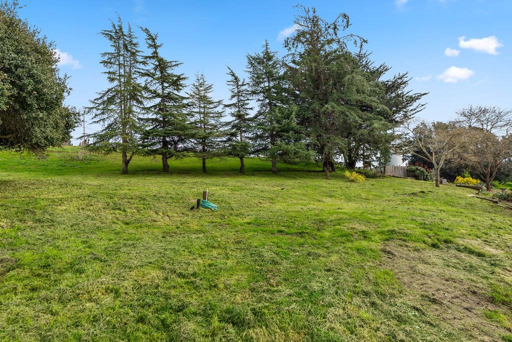 98 Paddon Road Watsonville, CA 95076 - Photo 24 of 28 a view of a tree in a yard