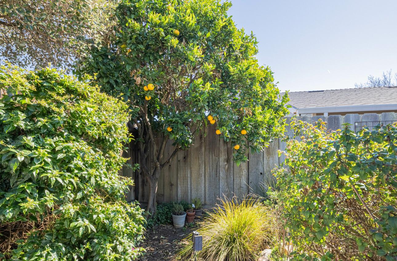 408 Kipling Street Salinas, CA 93901 - Photo 33 of 33 a view of a garden with plants