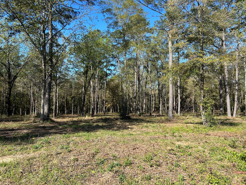 16.14-ac Lees Bridge Road Midland City, AL 36350 - Photo 20 of 28