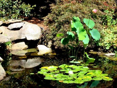 46 Interlaken Road Stockbridge, MA 01262 - Photo 28 of 35 a bunch of flowers are sitting in the garden