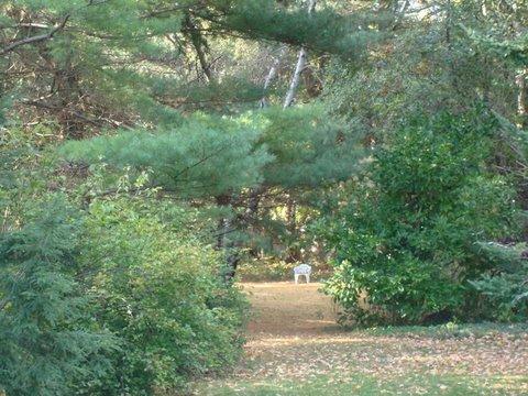 46 Interlaken Road Stockbridge, MA 01262 - Photo 29 of 35 a view of a yard with a tree
