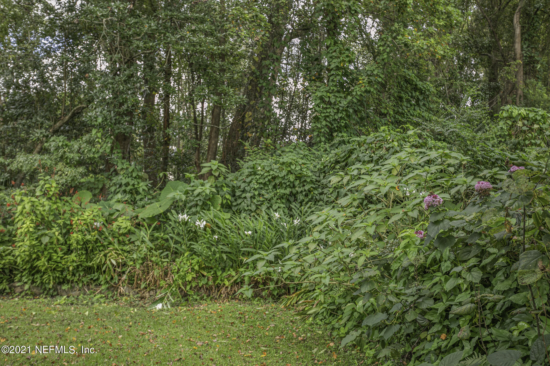 3719 Lilly Road North Jacksonville, FL 32207 - Photo 54 of 61 a view of a lush green forest