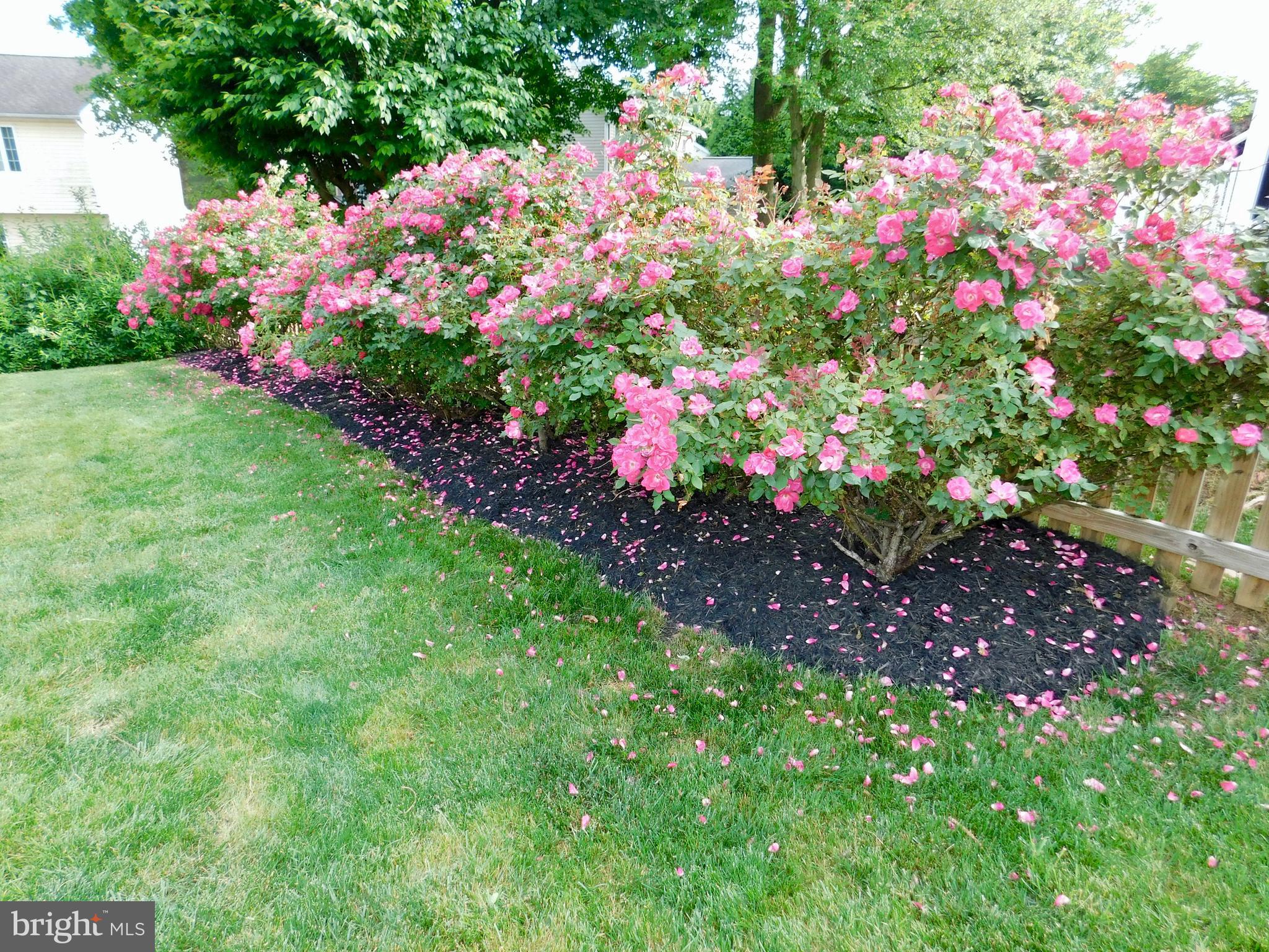 811 Benjamin Road Bel Air, MD 21014 - Photo 28 of 51 I love this row of roses!