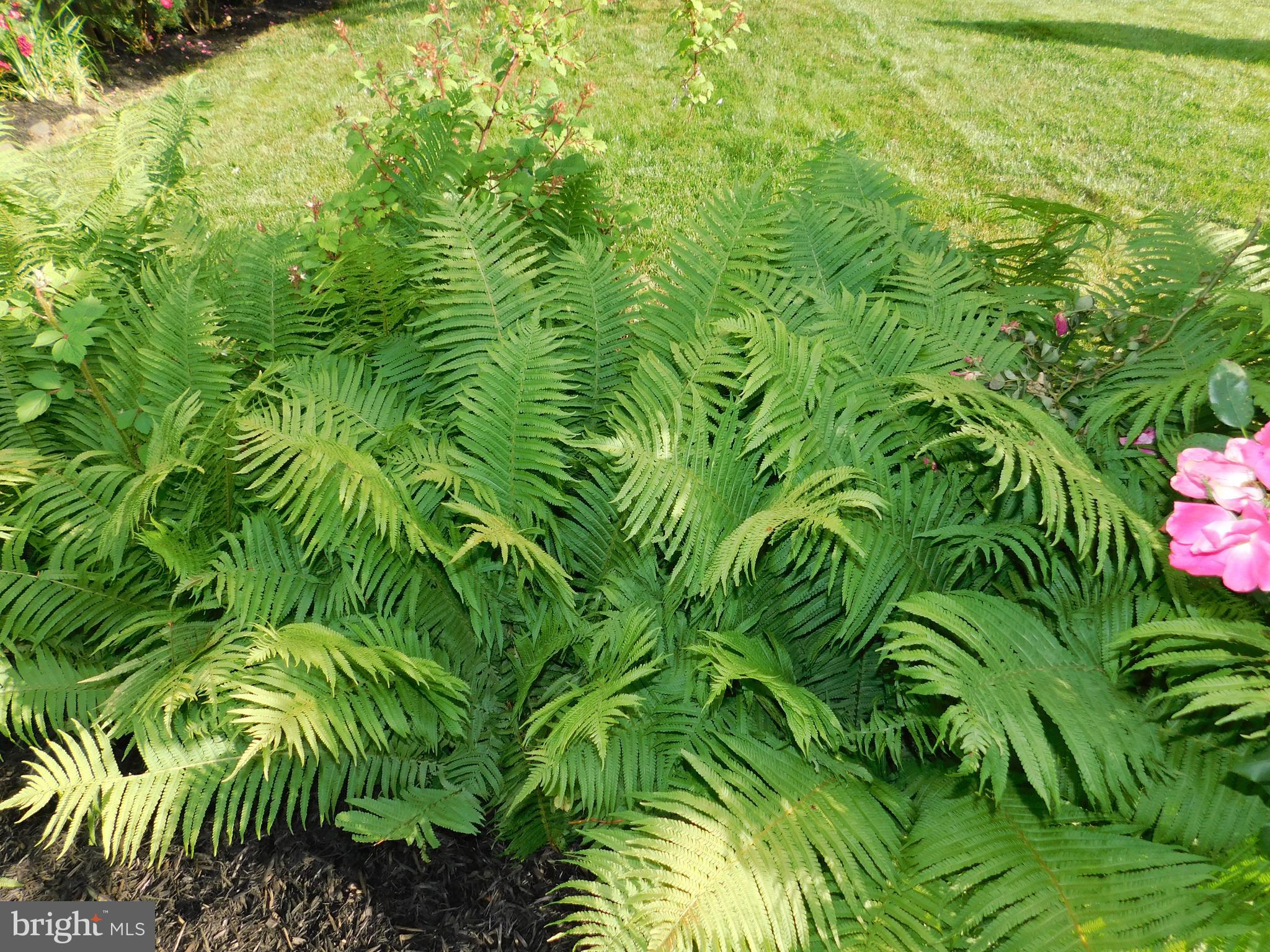 811 Benjamin Road Bel Air, MD 21014 - Photo 29 of 51 Beautiful Ferns