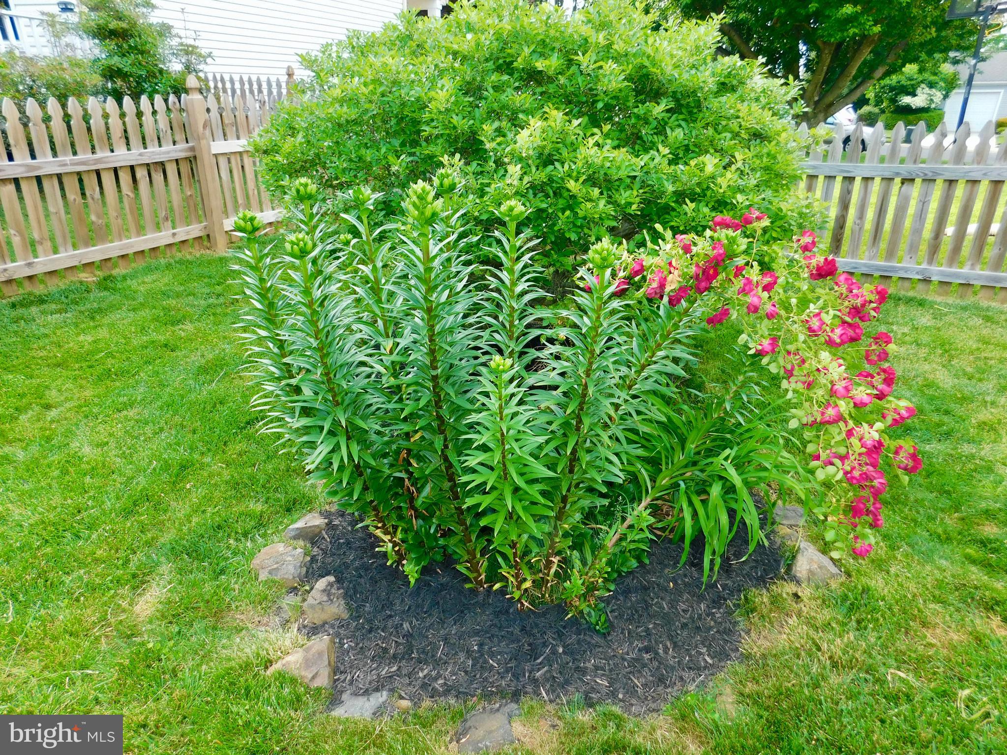 811 Benjamin Road Bel Air, MD 21014 - Photo 32 of 51 I love their landscaping