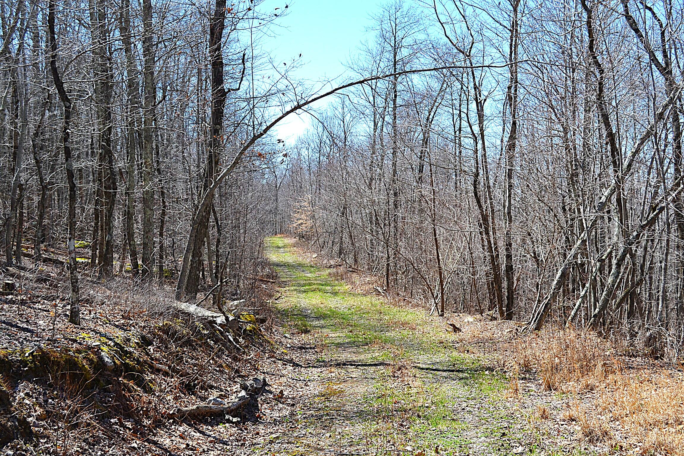 2245 Crowder Road Gap Mills, WV 24941 - Photo 34 of 41 1 Of 3-4 Trails On The Prpoperty
