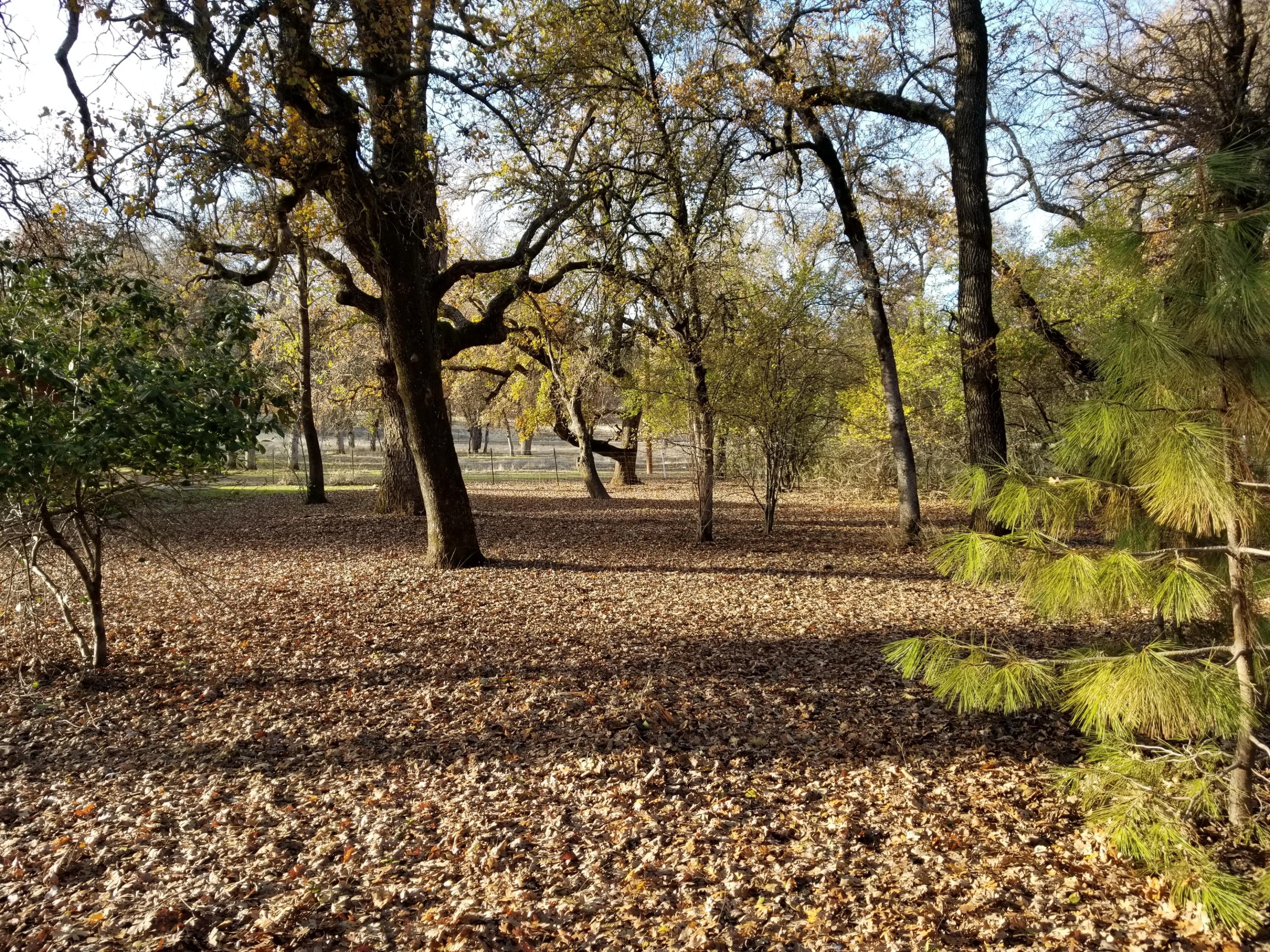 10657 Oak Run Road Oak Run, CA 96069 - Photo 55 of 91 20181203_151421
