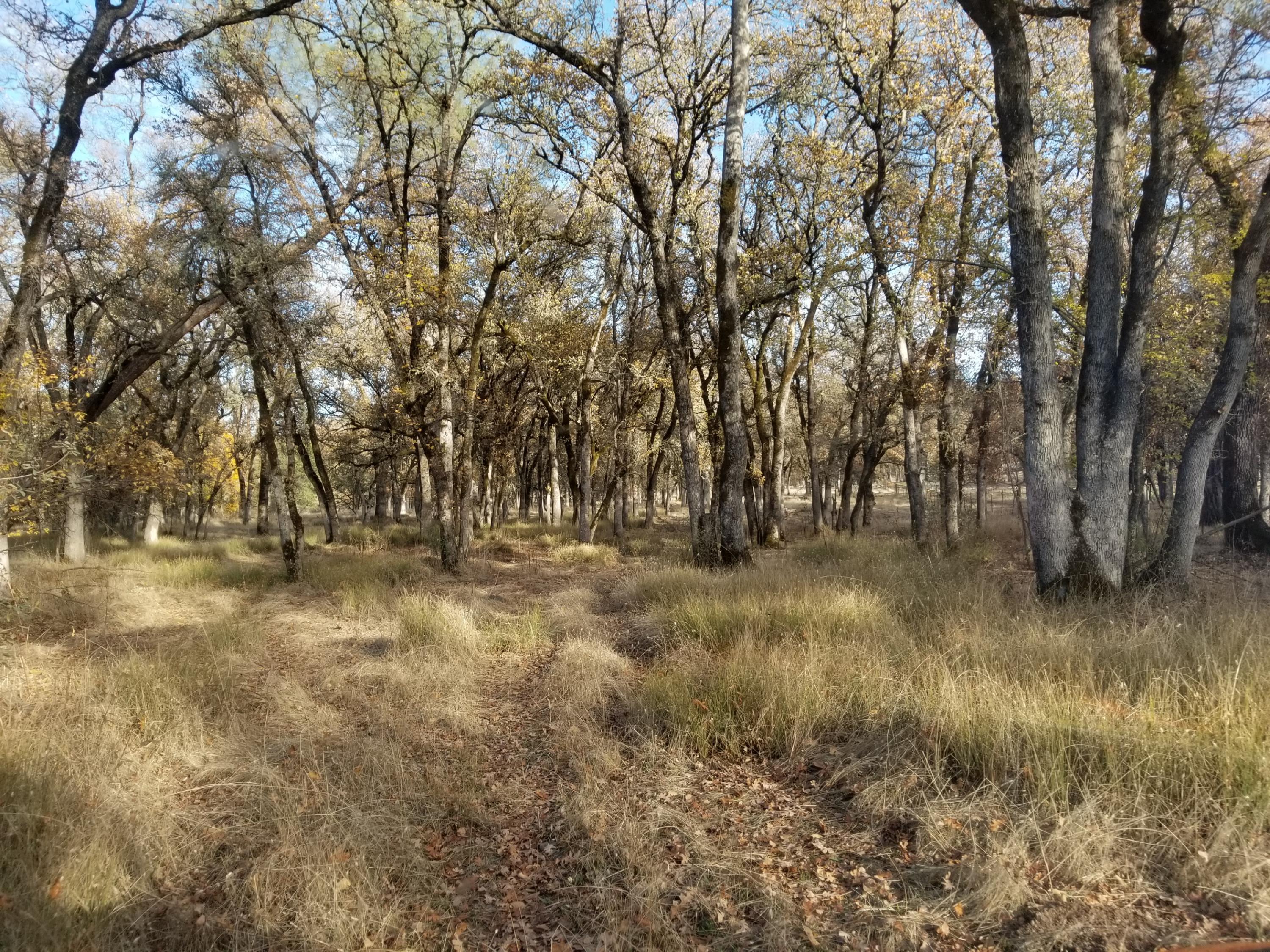 10657 Oak Run Road Oak Run, CA 96069 - Photo 72 of 91 20181203_145255