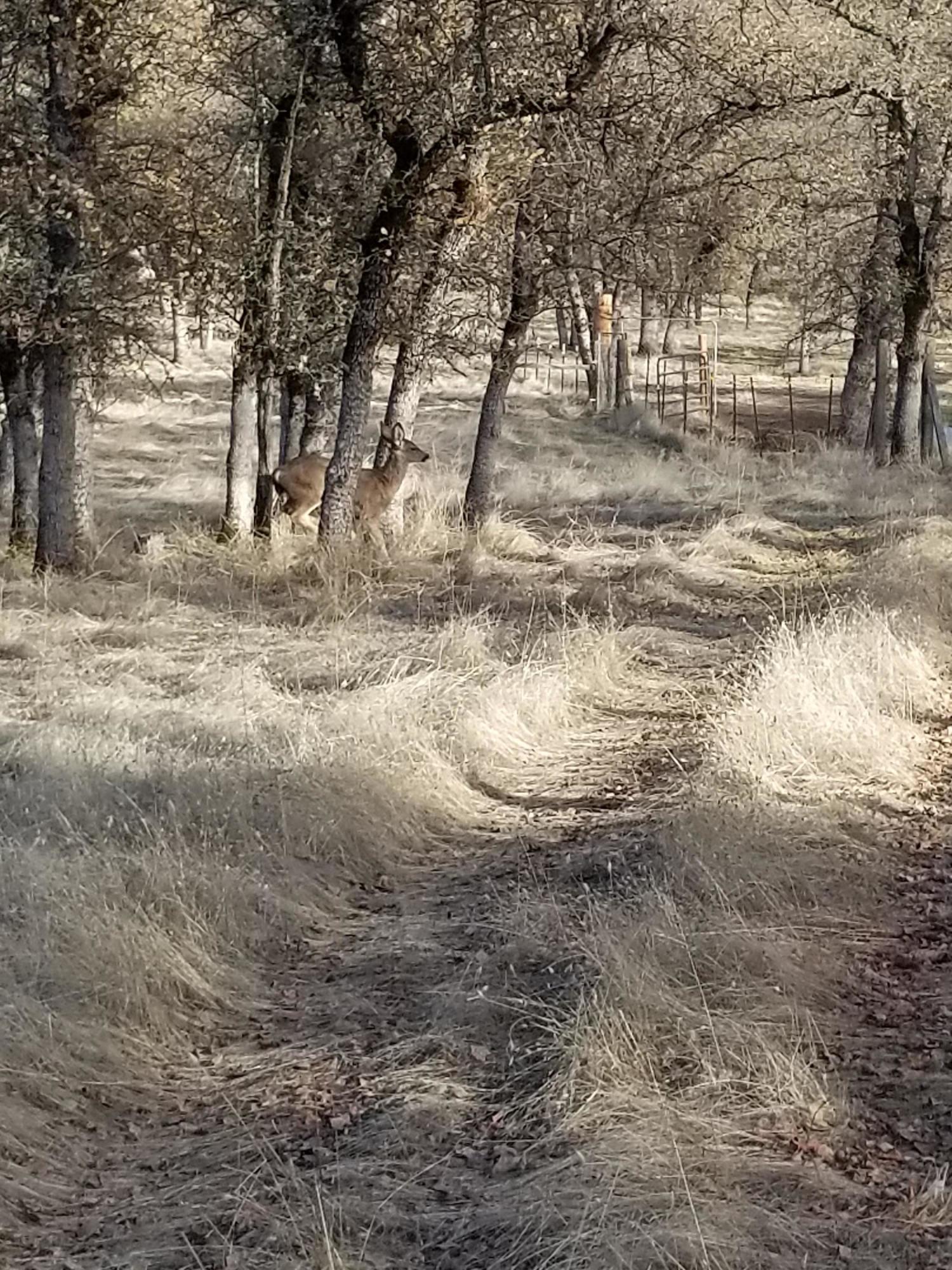 10657 Oak Run Road Oak Run, CA 96069 - Photo 74 of 91 20181203_145403