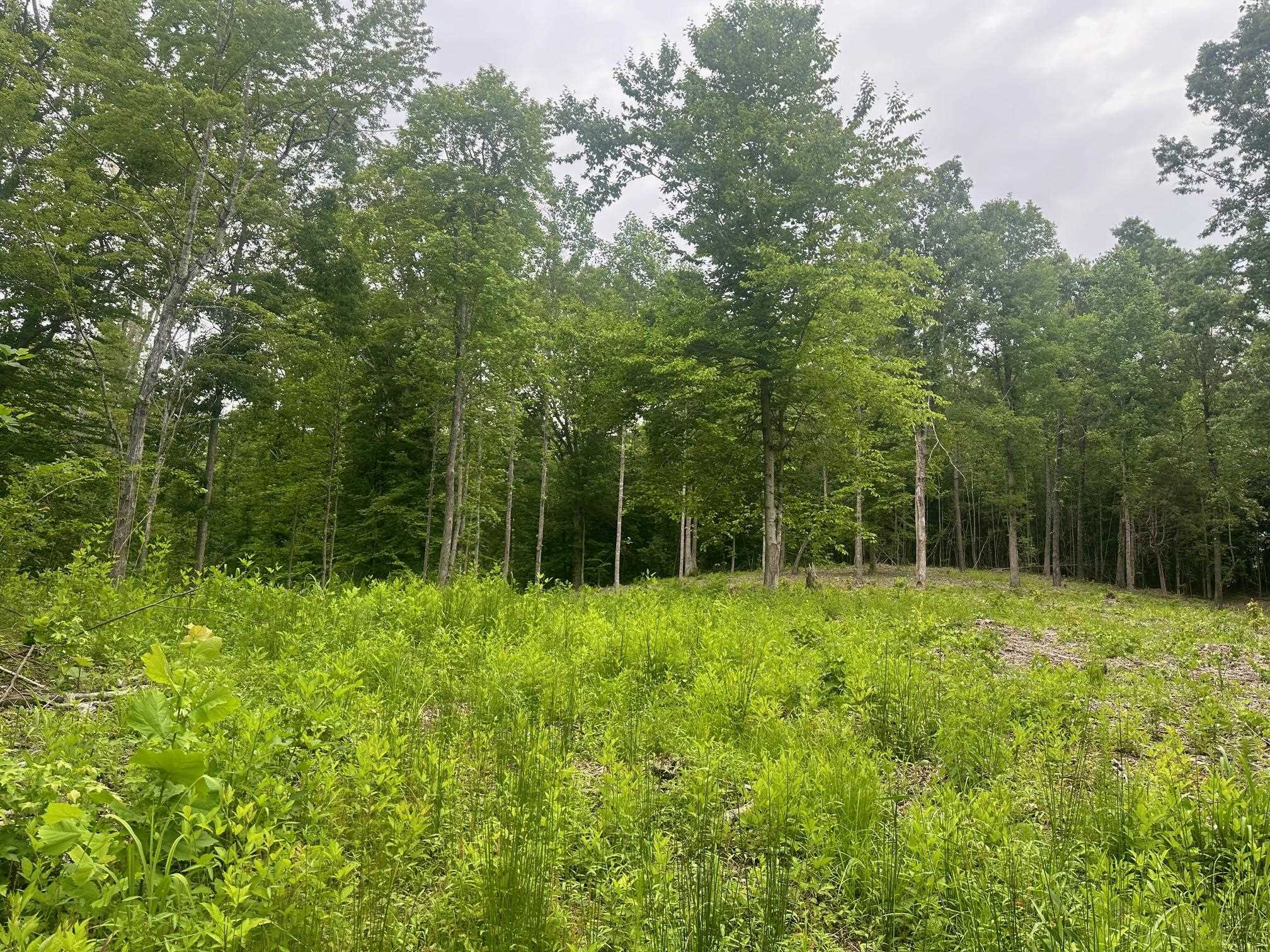 6 Butler Road Pinson, TN 38366 - Photo 19 of 24 View of tree filled area