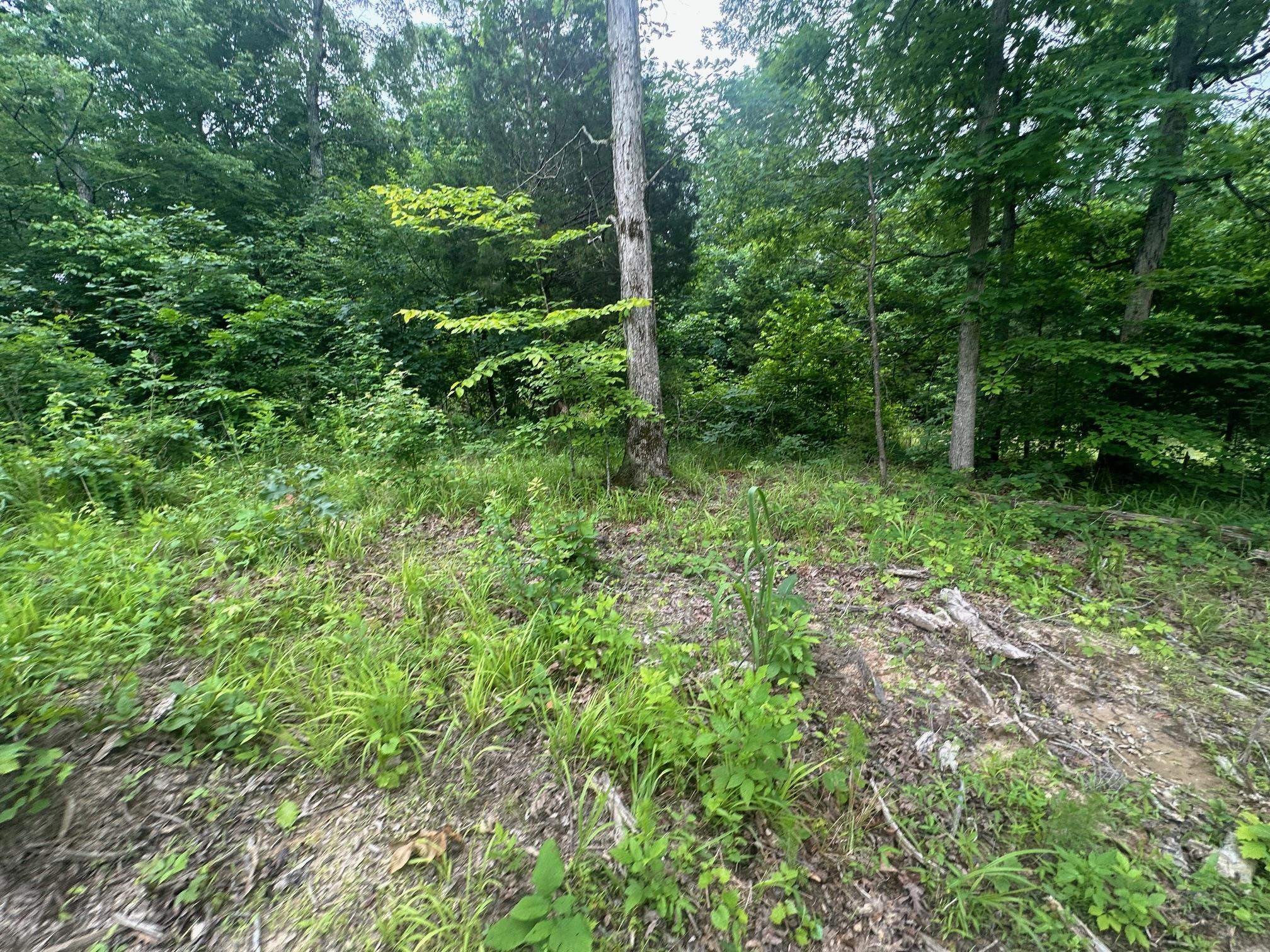 6 Butler Road Pinson, TN 38366 - Photo 22 of 24 View of wooded area