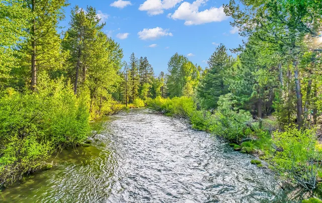 a view of a garden with plants and trees