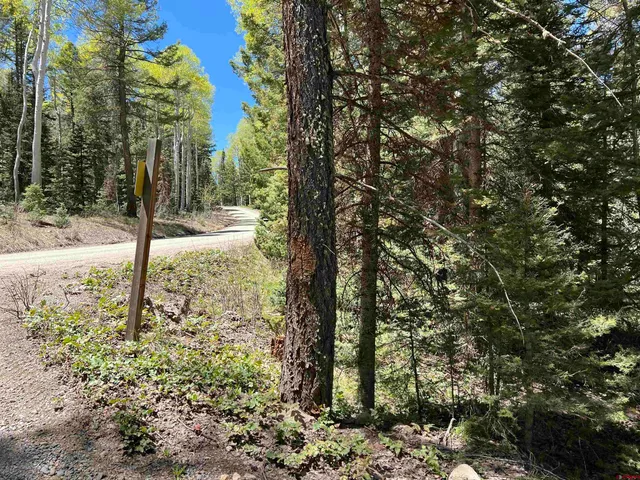 a view of a yard with large trees