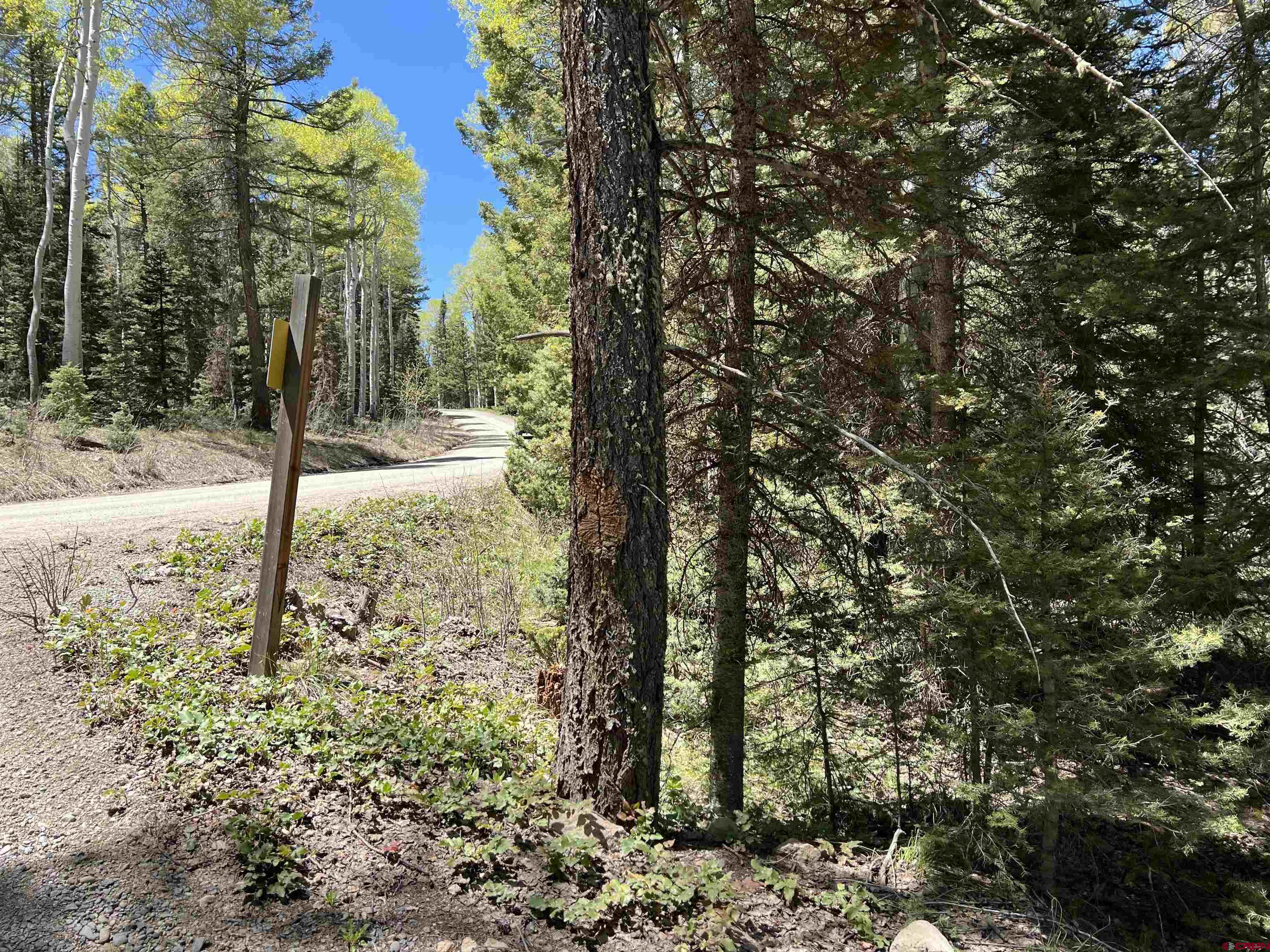 423 Rim Road Cimarron, CO 81220 - Photo 11 of 19 a view of a yard with large trees