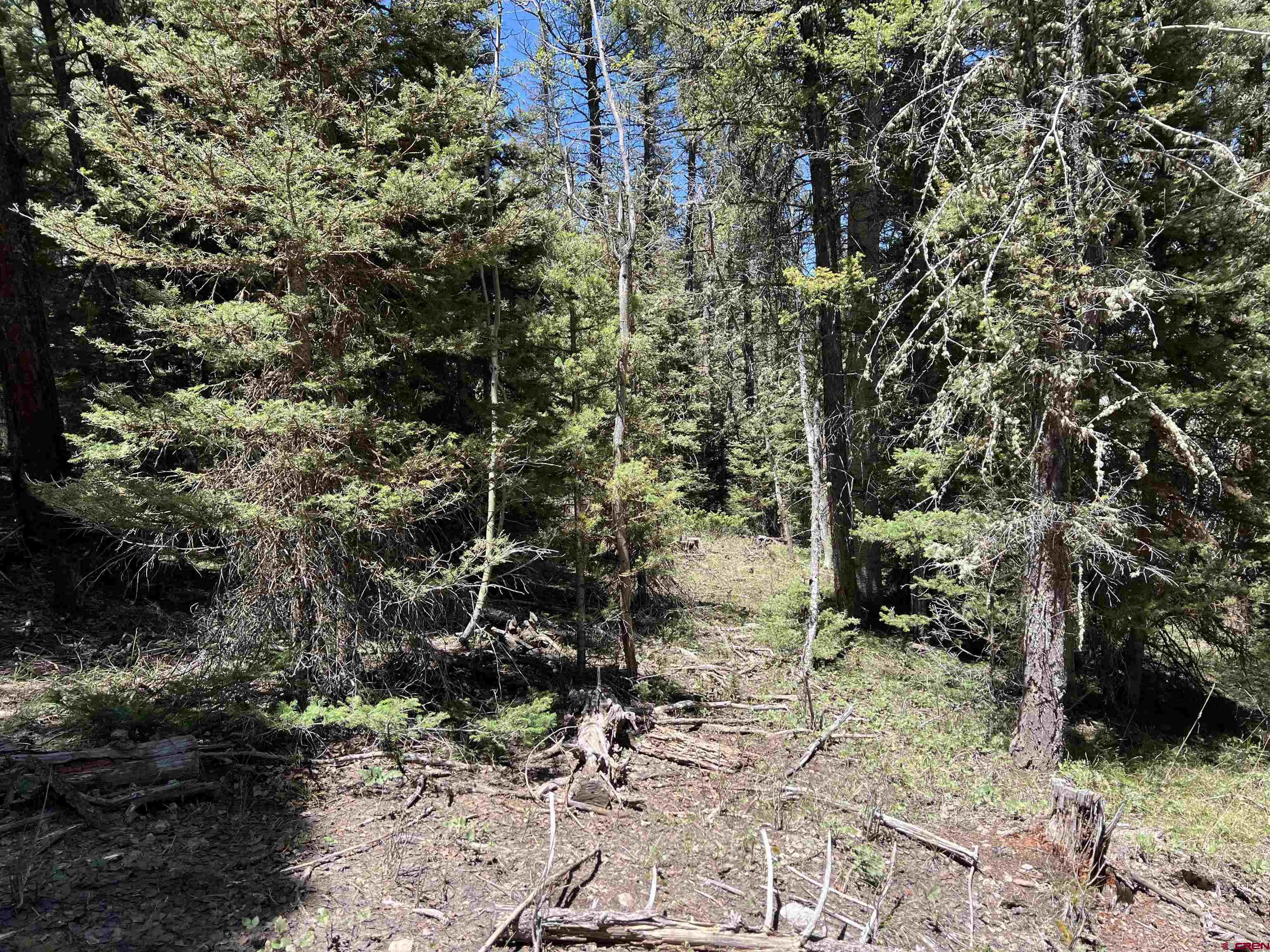 423 Rim Road Cimarron, CO 81220 - Photo 13 of 19 a view of a yard with plants and large trees