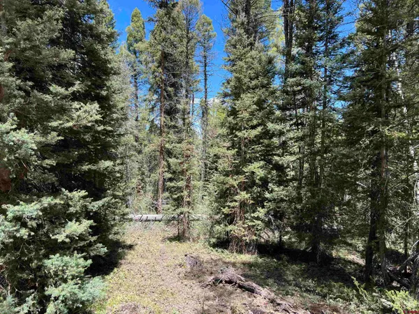 a view of road and trees