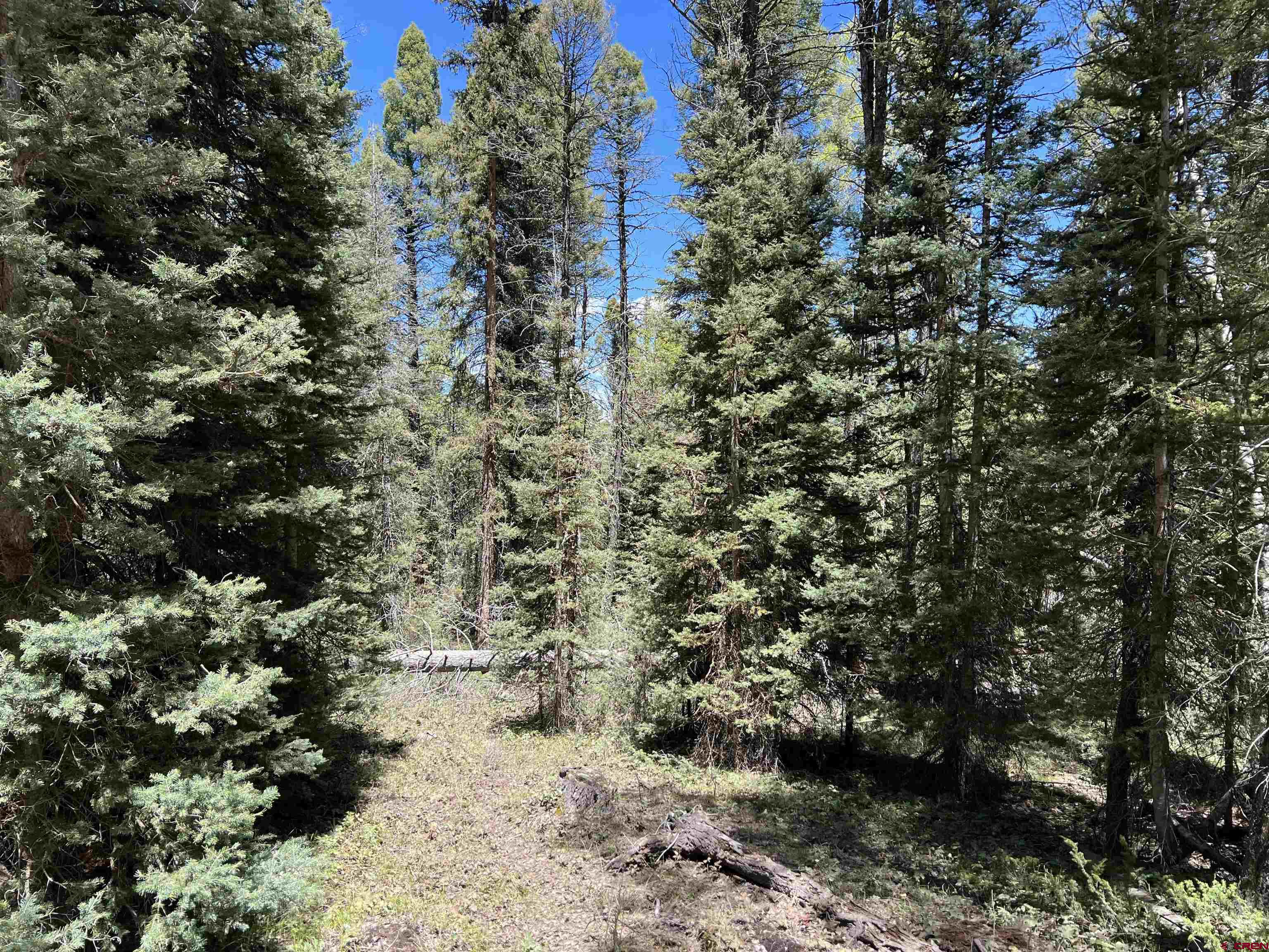 423 Rim Road Cimarron, CO 81220 - Photo 14 of 19