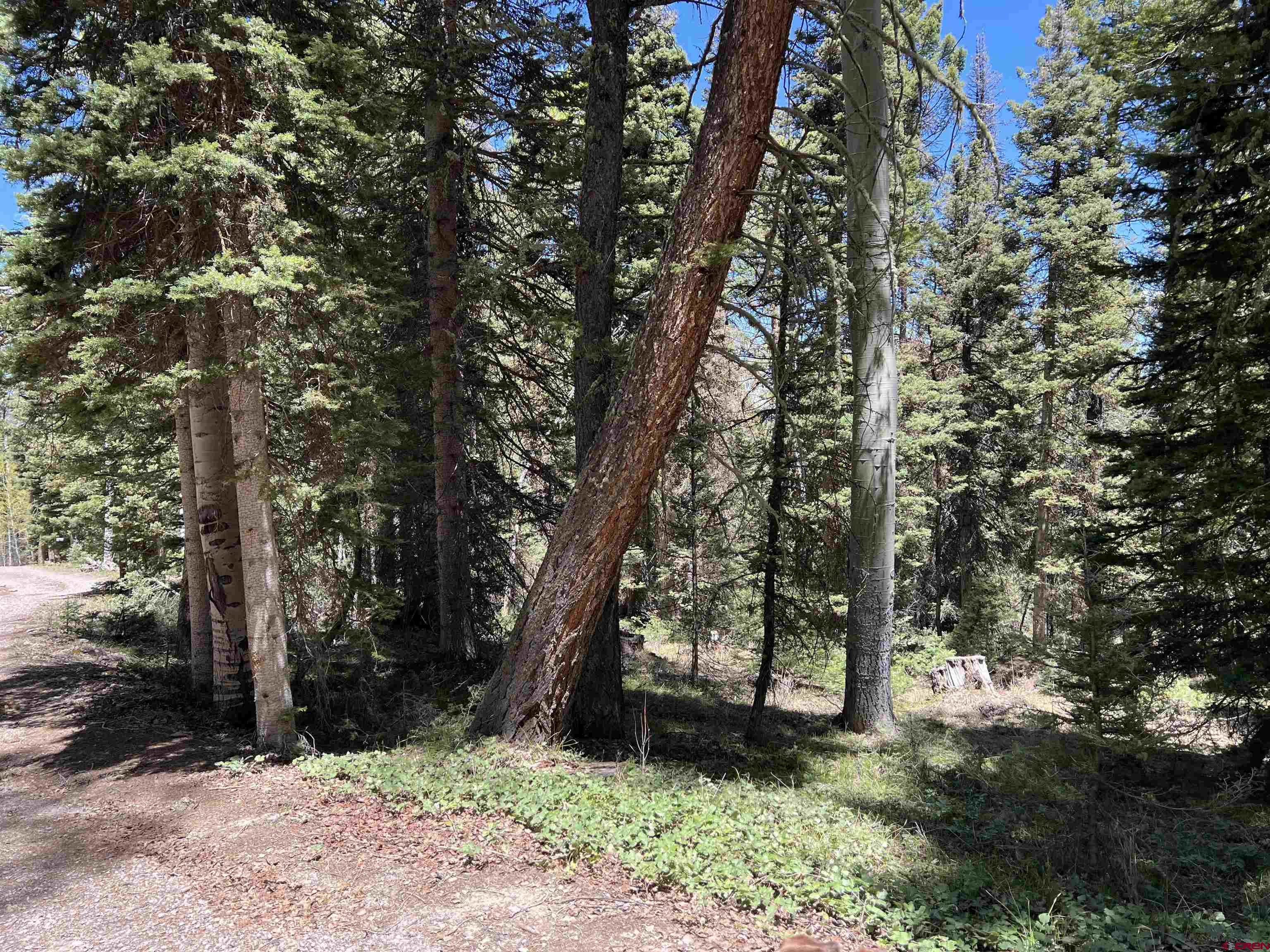 423 Rim Road Cimarron, CO 81220 - Photo 17 of 19 a view of a garden with trees