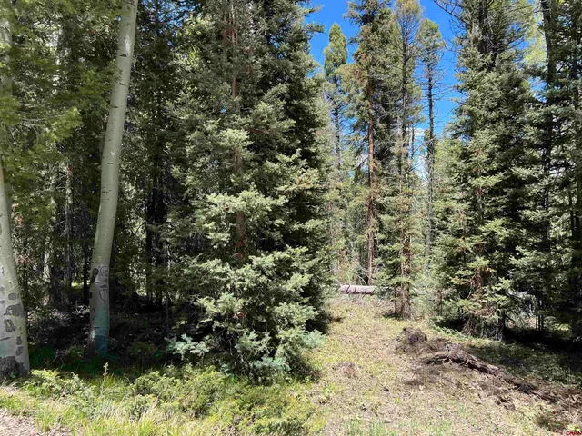 a view of a yard with plants