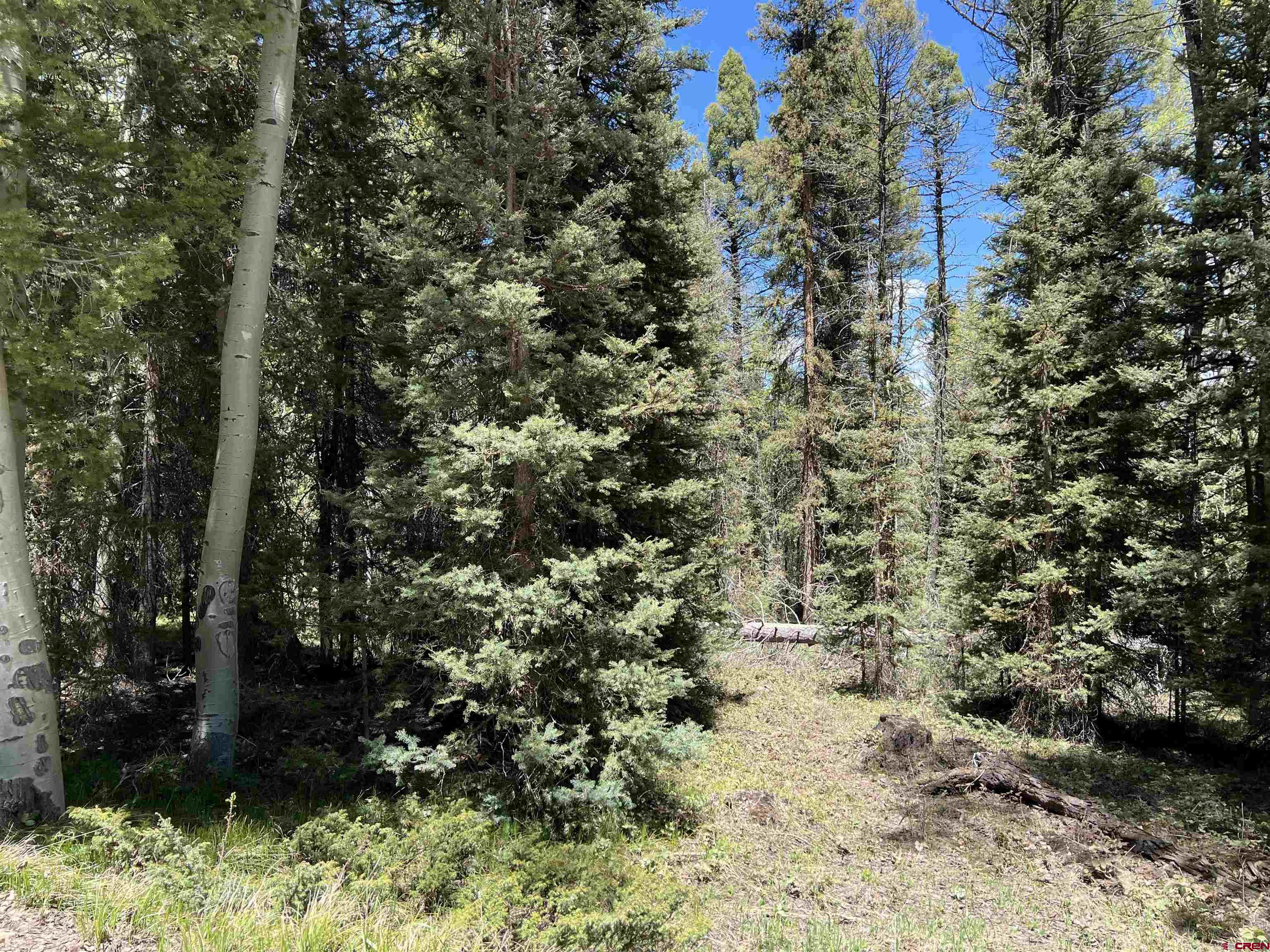 423 Rim Road Cimarron, CO 81220 - Photo 2 of 19 a view of a yard with plants