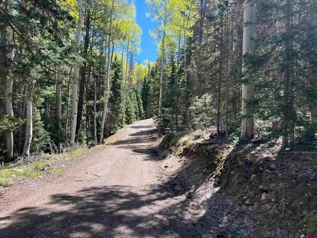 a view of a trees with yard